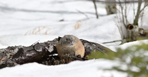 Northern Pika peeking from a snow-covered landscape. (Representative Cover Image Source: Getty Images | Satoru S)