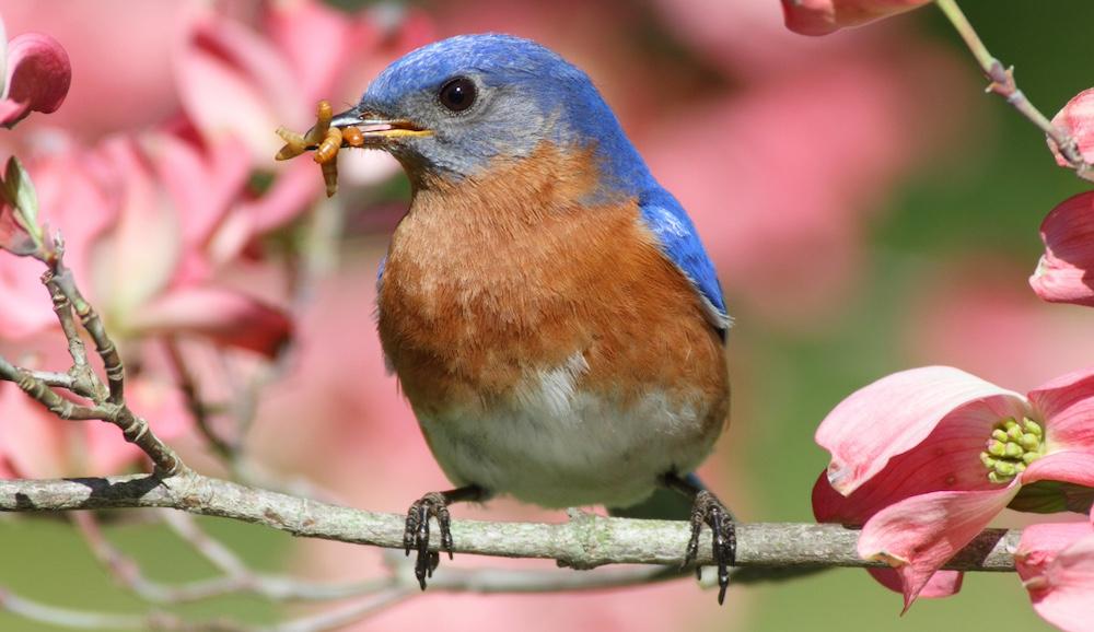 A bluebird perched on a branch with worms in their beak.