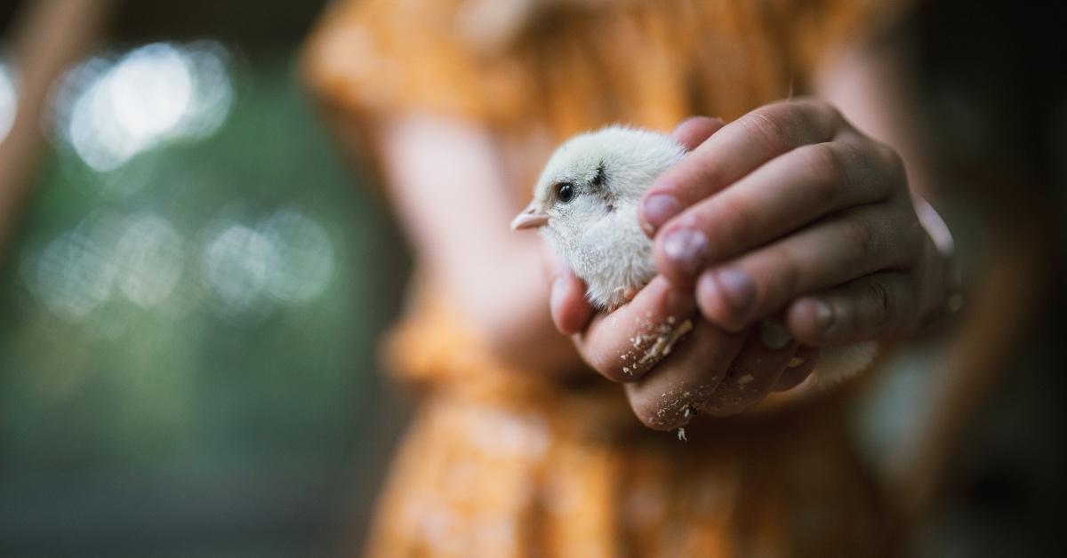 Young woman in a yellow dress holding a chick in her hand. 