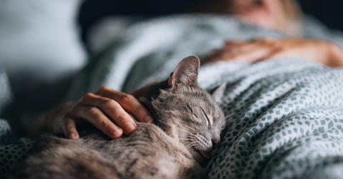 A gray cat cuddles by the side of a human with a white and green blanket.