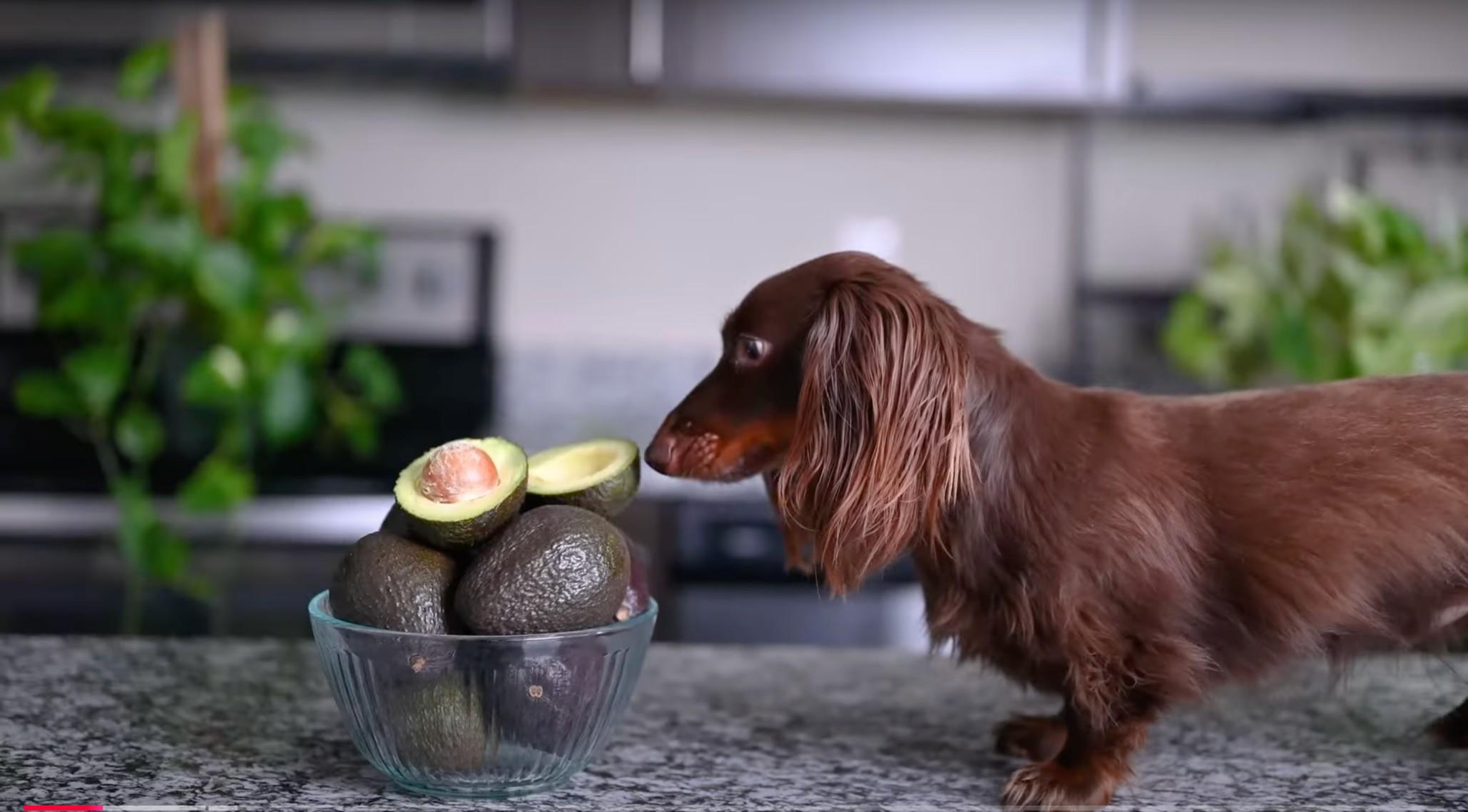 A dachshund approaches a bowl of avocados atop a kitchen table.