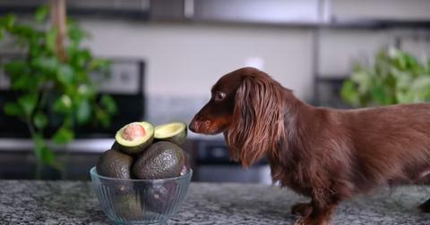 Can Dogs Have Avocado? Here's What Experts Say
