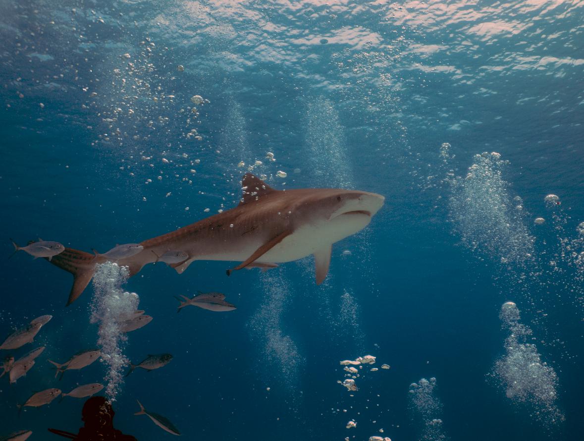 A view of a large shark swimming underwater in the ocean.