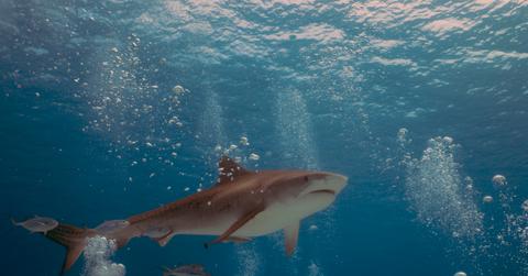 A view of a large shark swimming underwater in the ocean.