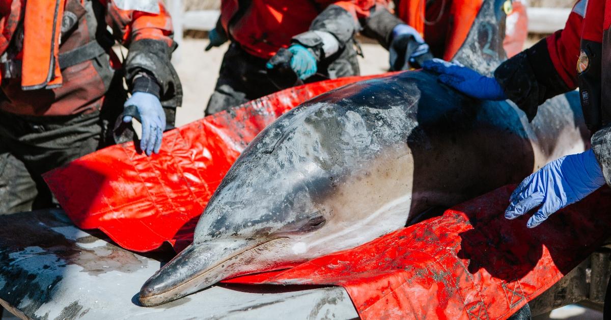 Close up of a common dolphin in transport.