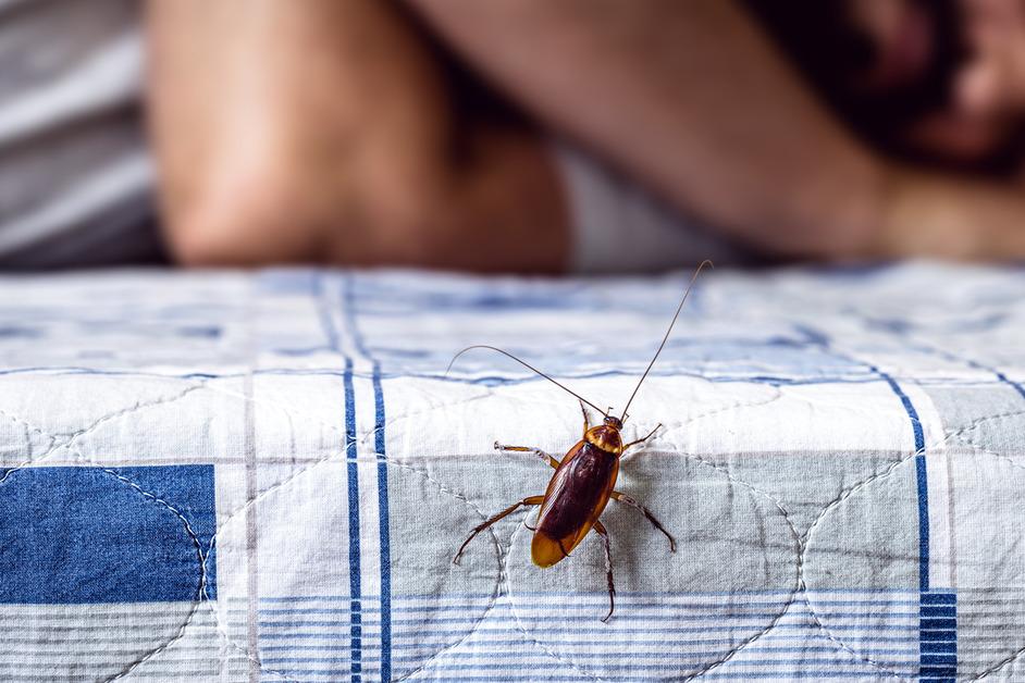 A cockroach crawls on the side of a bed with a blue and white quilt while a man sleeps in the background. 