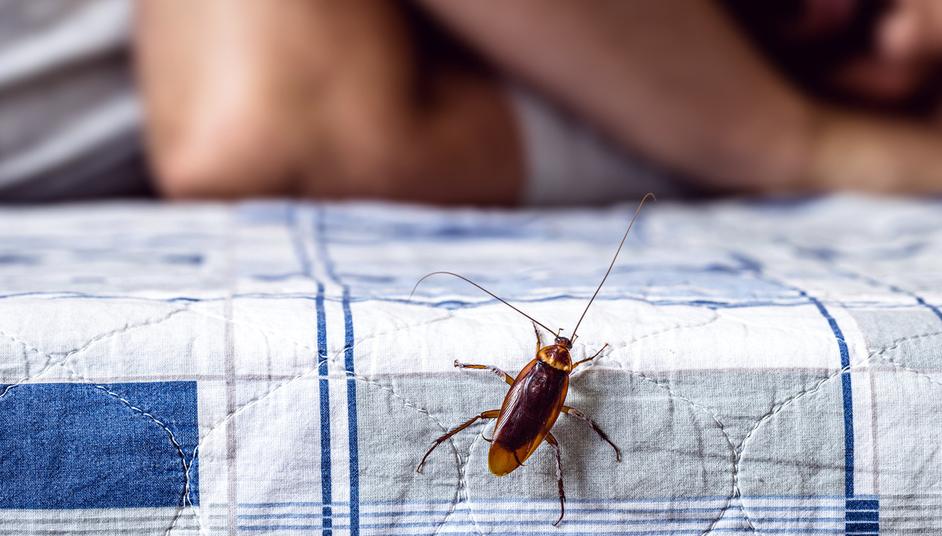 Can Cockroaches Live in Your Penis? When a Meme Goes Wrong