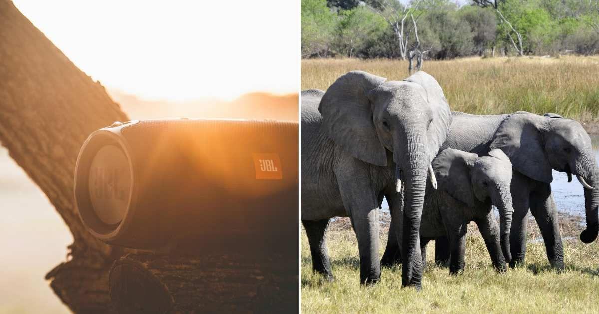 (L) A speaker placed on a tree branch. (R) A herd of elephants near a lake. (Representative Cover Image Source: Pexels | (L) Peter Fazekas, (R) Pixabay)