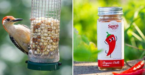 (L) Cute bird looking at the food inside a bird feeder, (R) A bottle of spicy red chili powder (Representative Cover Image Source: Pexels | (L) Andrew Patrick, (R) Hoang Ngoc Long)