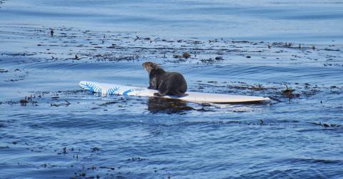 Sea otter steals a surfboard from humans.