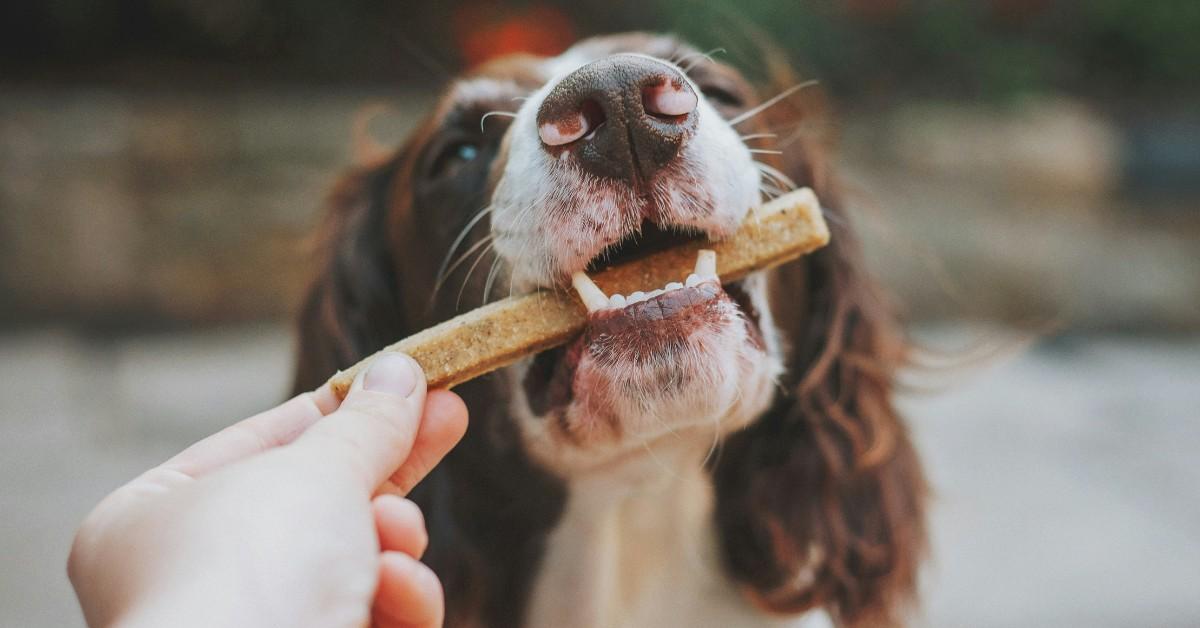 A dog gently takes a treat out of someone's hand