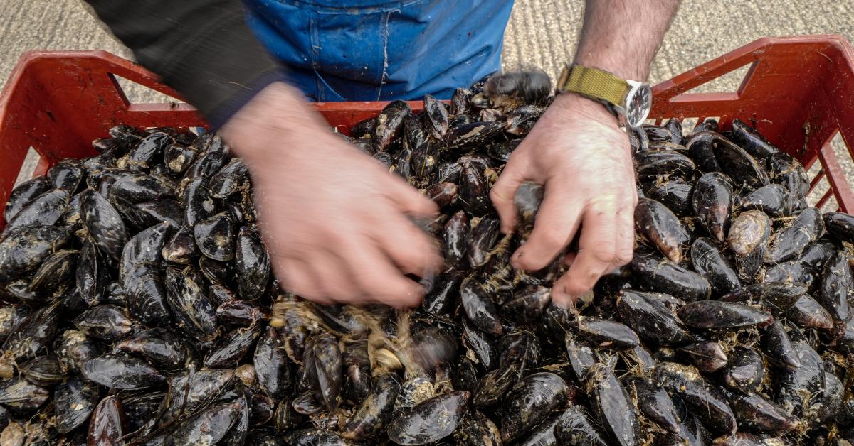 A fisherman with a bucket of mussels. 