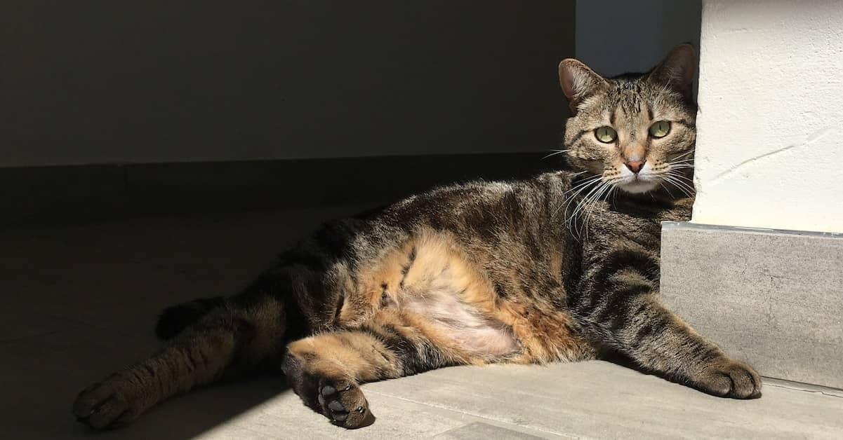 Miles, the author's older gray tabby lying in the sun, leaning against a wall