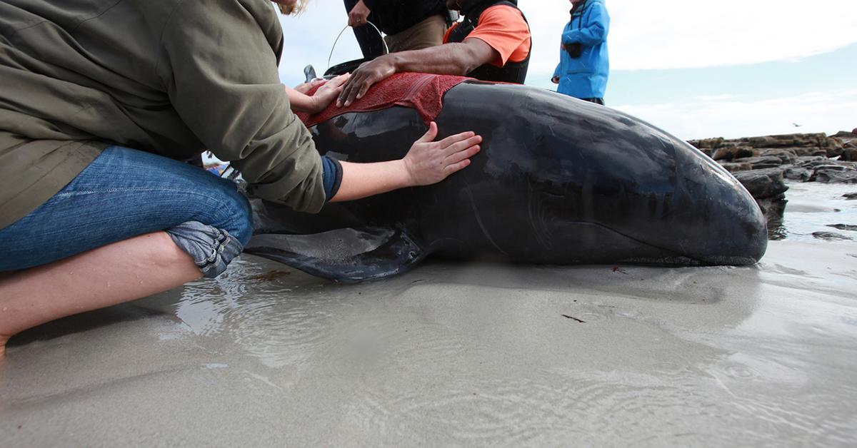 Why Do Whales Beach?