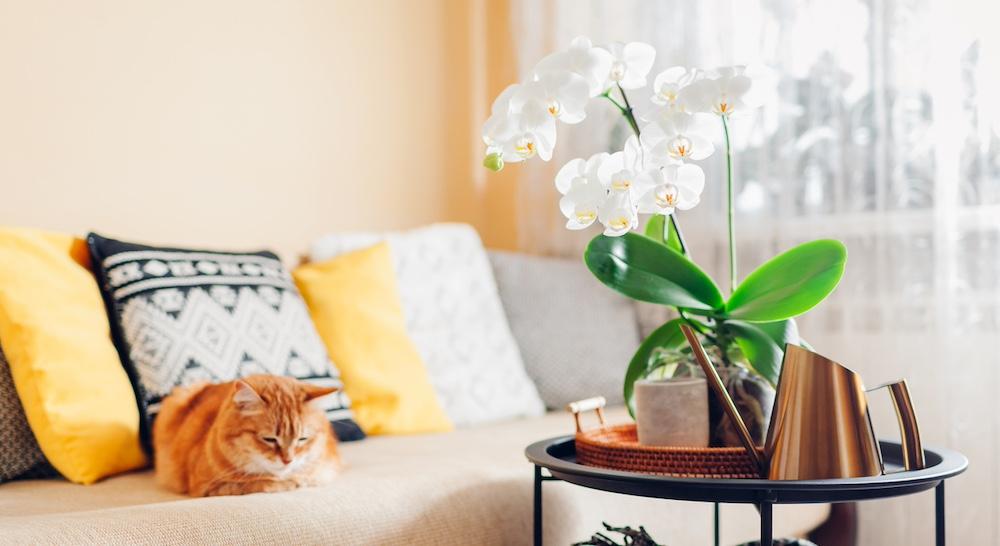 An orange cat on a white living room couch with white orchids on a coffee table.