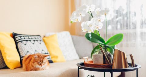Are Orchids Poisonous to Cats? Everything to Know