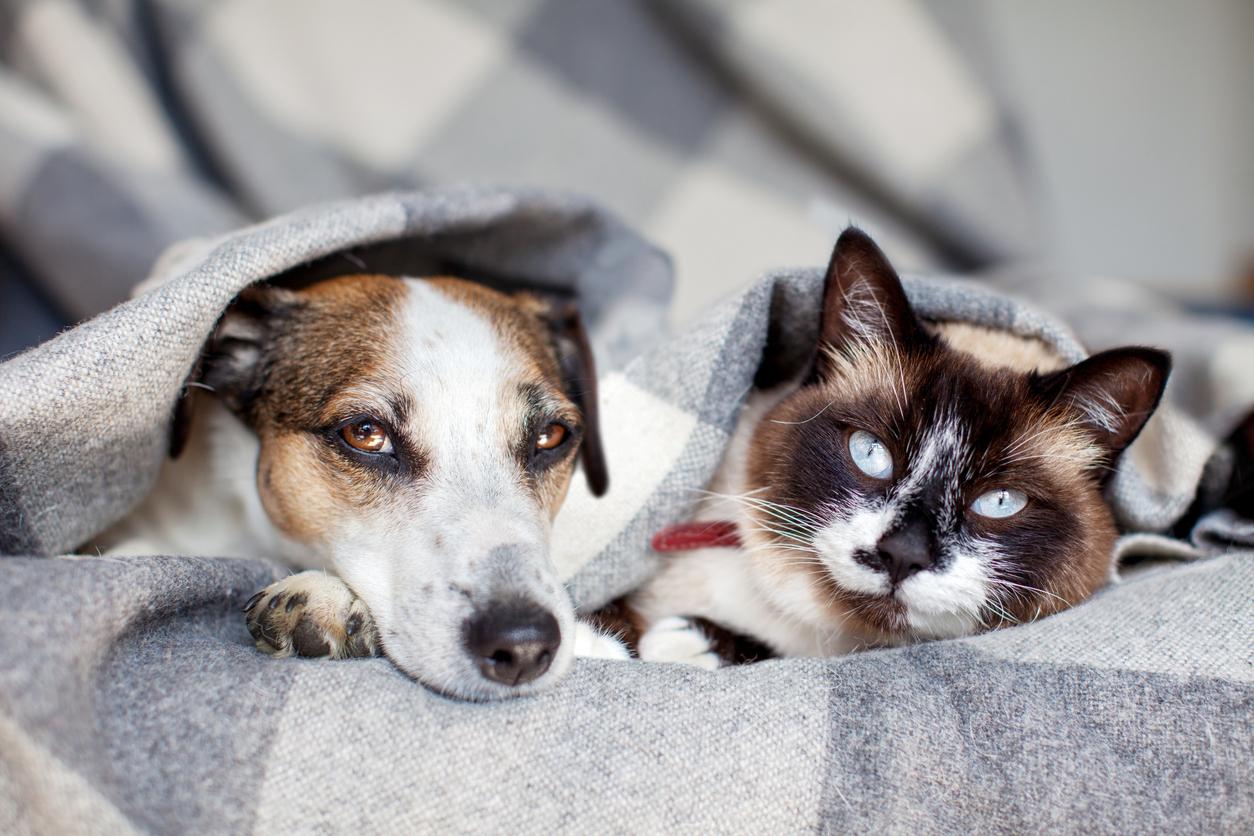 A dog and cat lay together underneath a checkered blanket.