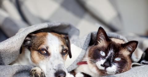 A dog and cat lay together underneath a checkered blanket.