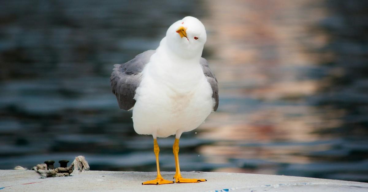 A seagull stands on a doc with his head tilted