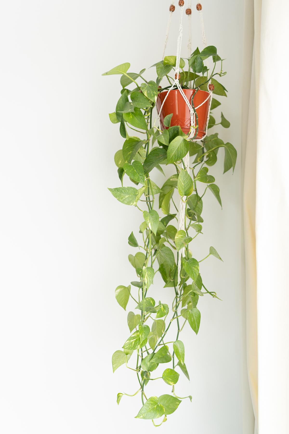 A large houseplant against a white wall. 