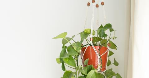 A large houseplant against a white wall.