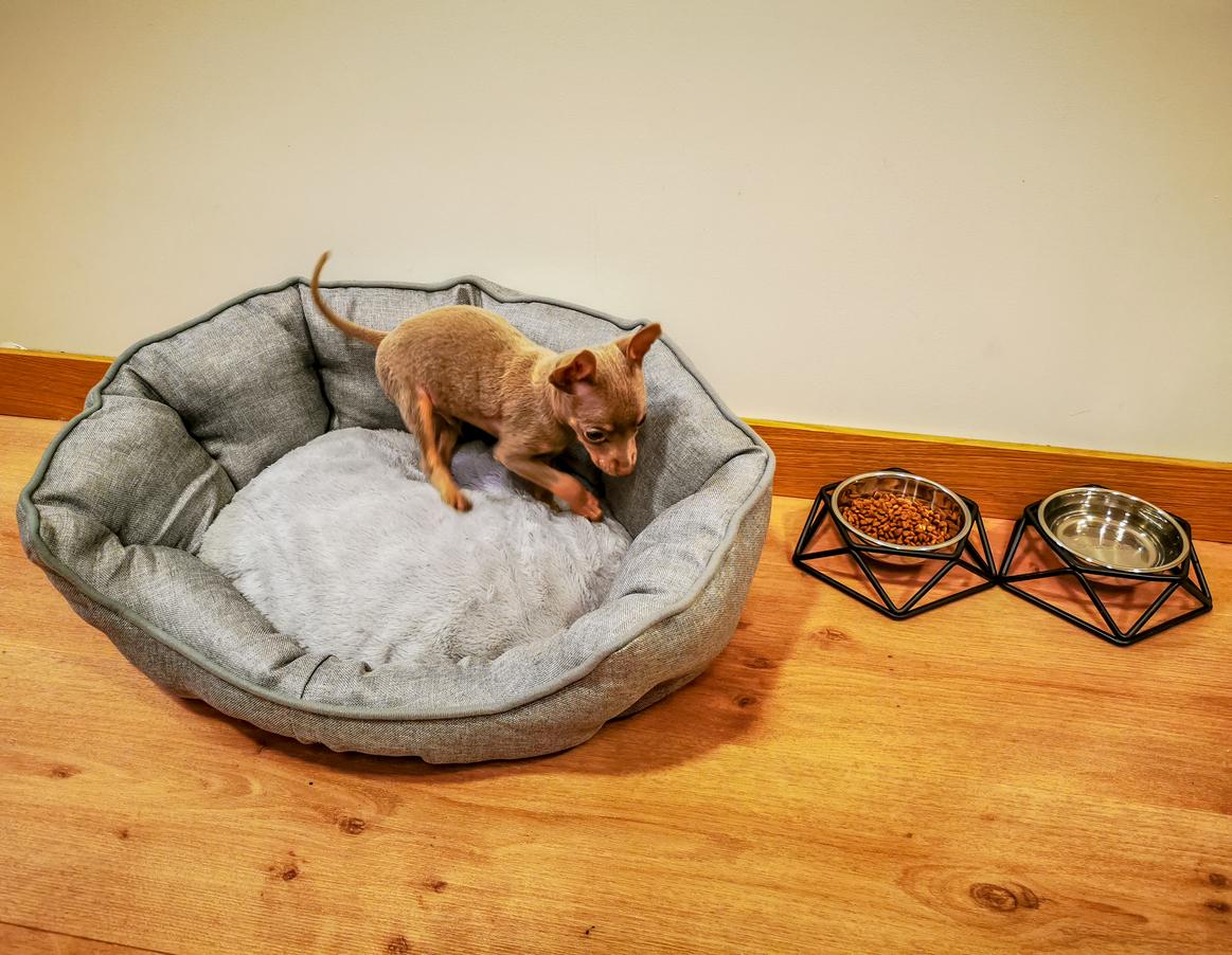 A small dog circles in her bed before she finally lays down inside of it.