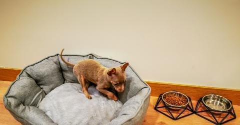 A small dog circles in her bed before she finally lays down inside of it.