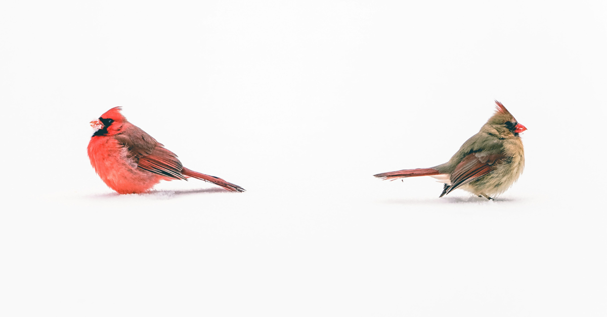 A male and female cardinal sit back to back in the snow