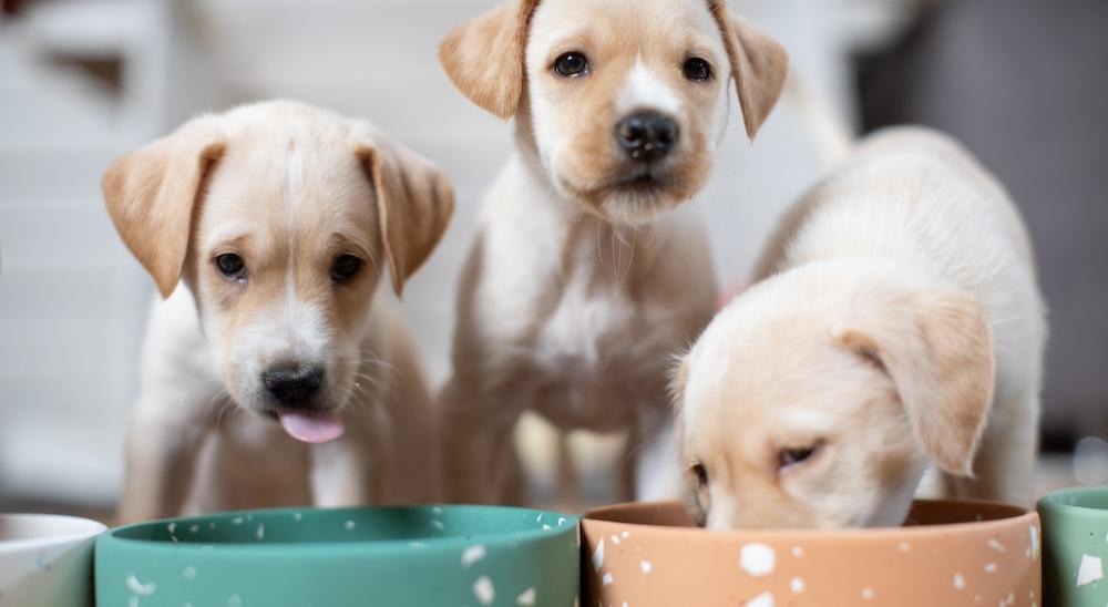 Three white puppies eating from dog bowls. 