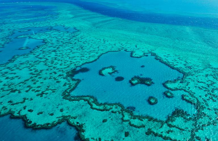 Australian Scuba Divers Plant Coral Reefs During COVID-19 Closings