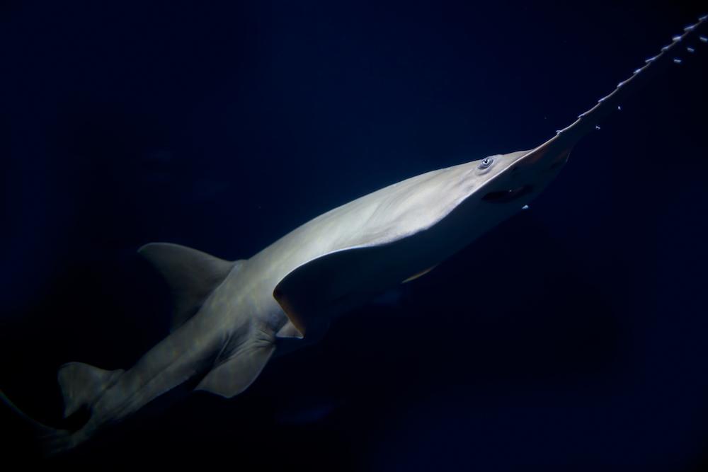 A close up of a sawfish