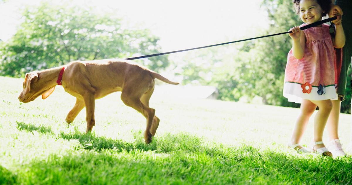 what to do with dog poop in yard