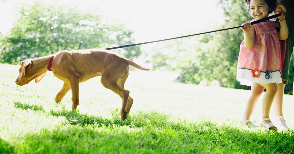 What to Do With Dog Poop in the Yard