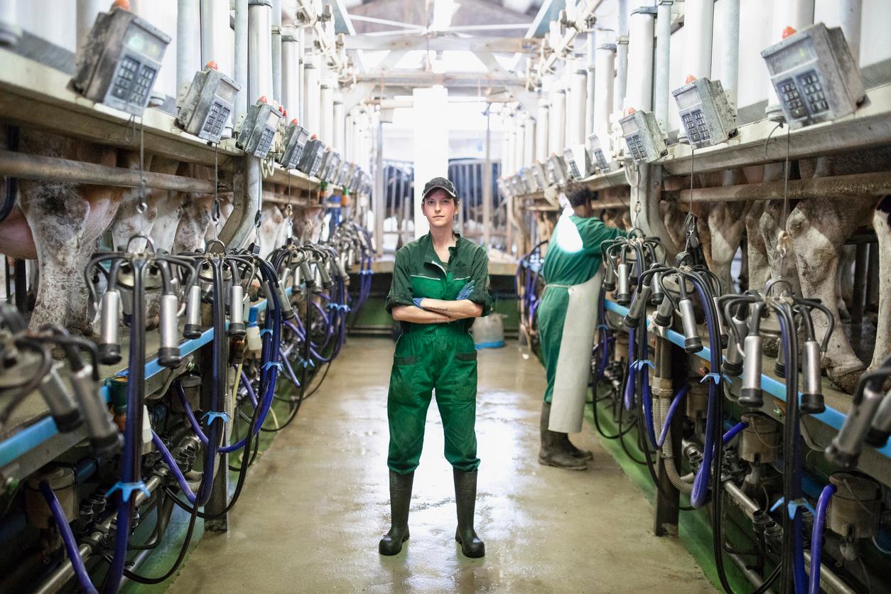 A dairy farm employee is depicted in the center of an operation where dairy cows are hooked up to devices to extract their milk.