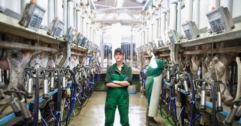 A dairy farm employee is depicted in the center of an operation where dairy cows are hooked up to devices to extract their milk.
