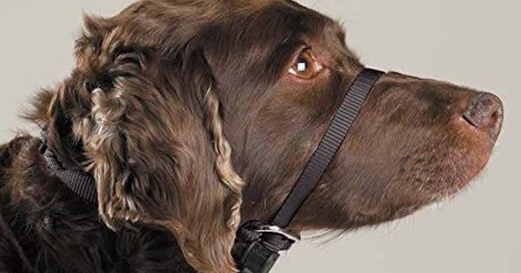 The Gentle Leader Leash How to Use It, Why It’s Useful, and More