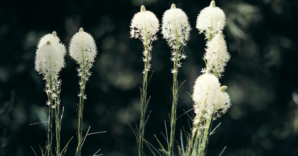 Biomass Weeds