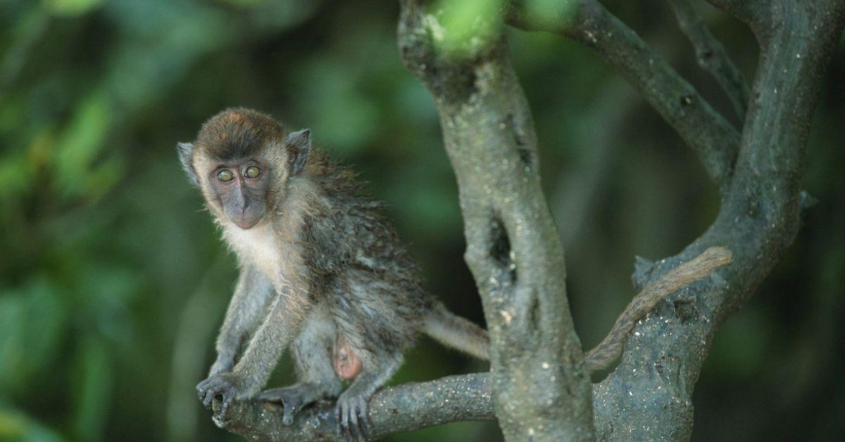 Macaques