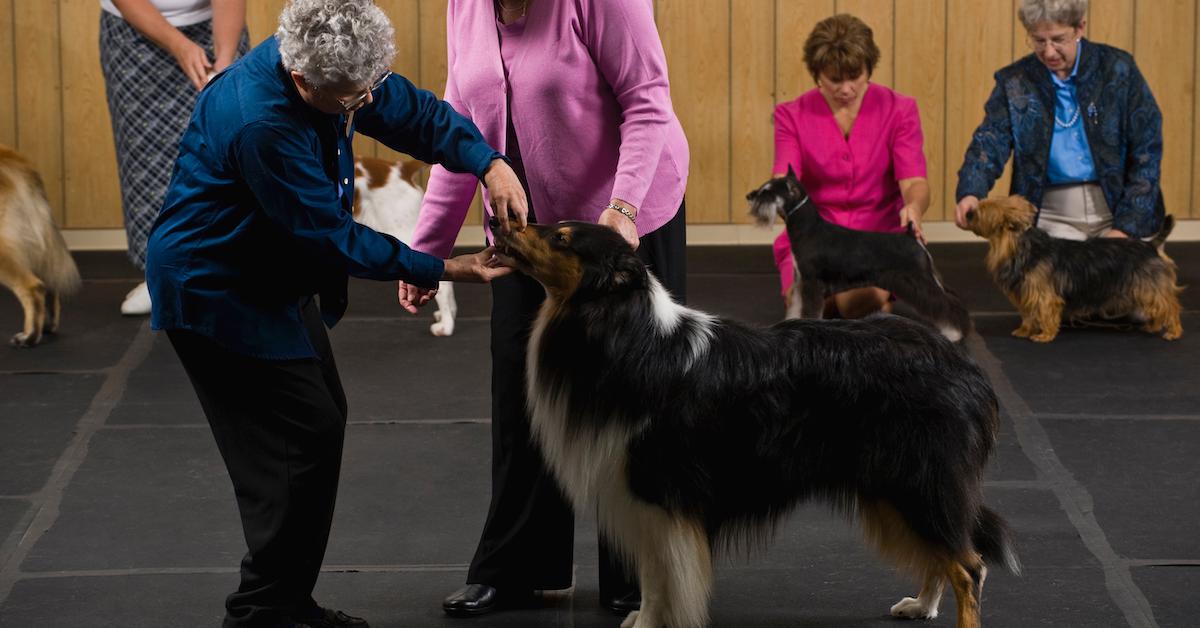 Two women examining the teeth of a collie at a dog show. 