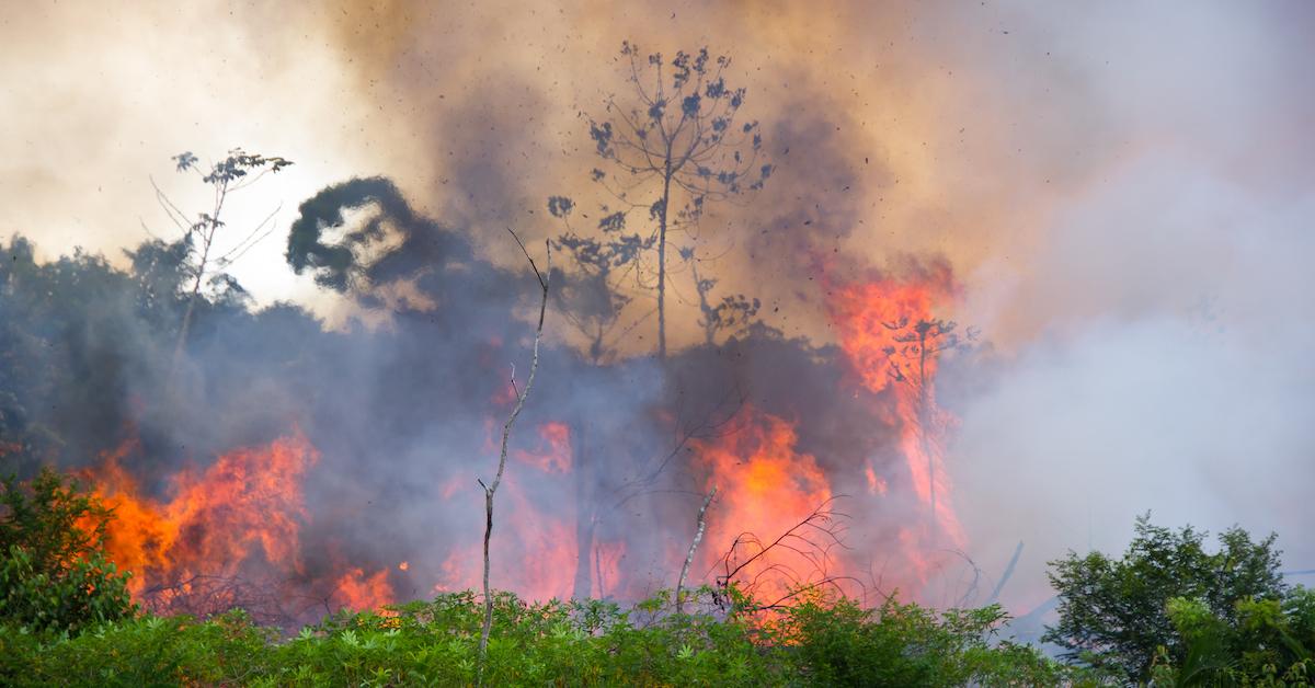 The Amazon Rainforest Fires Everything You Want To Know