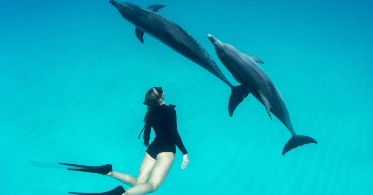 A woman free diving with Atlantic spotted dolphins. (Representative Cover Image Source: Getty Images | George Karbus Photography)