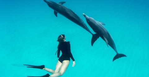 A woman free diving with Atlantic spotted dolphins. (Representative Cover Image Source: Getty Images | George Karbus Photography)