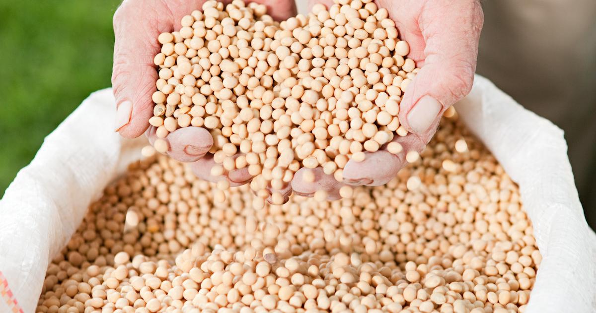 Will A Vegan Diet Lower Cholesterol 