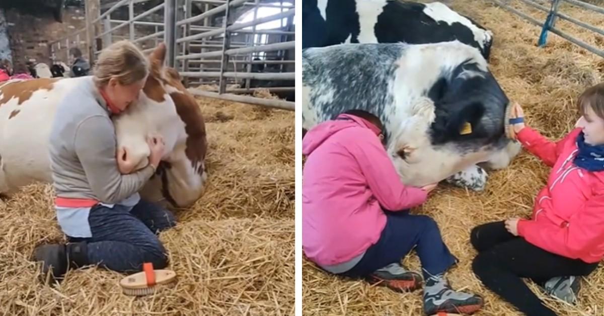 Cow cuddling therapy