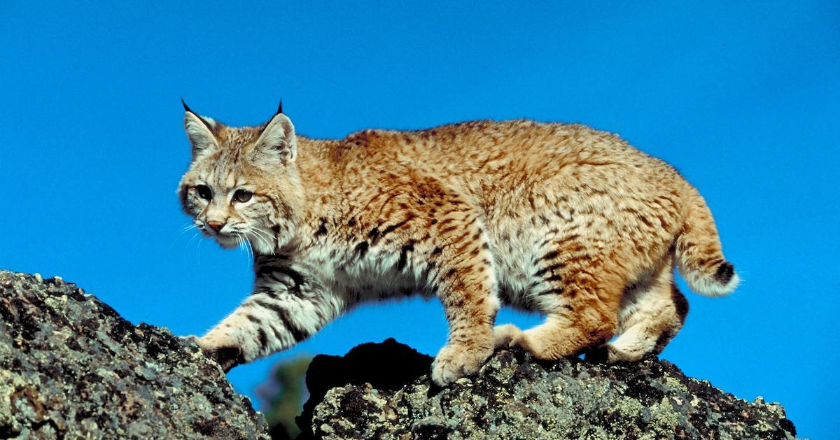 Iberian Lynx Conservation Efforts Have Been Effective in Repopulation