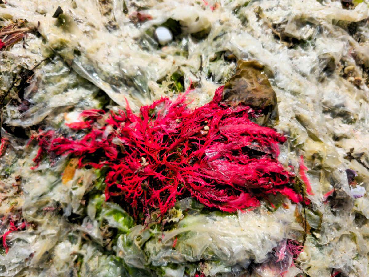 pn/cad db db ad daee