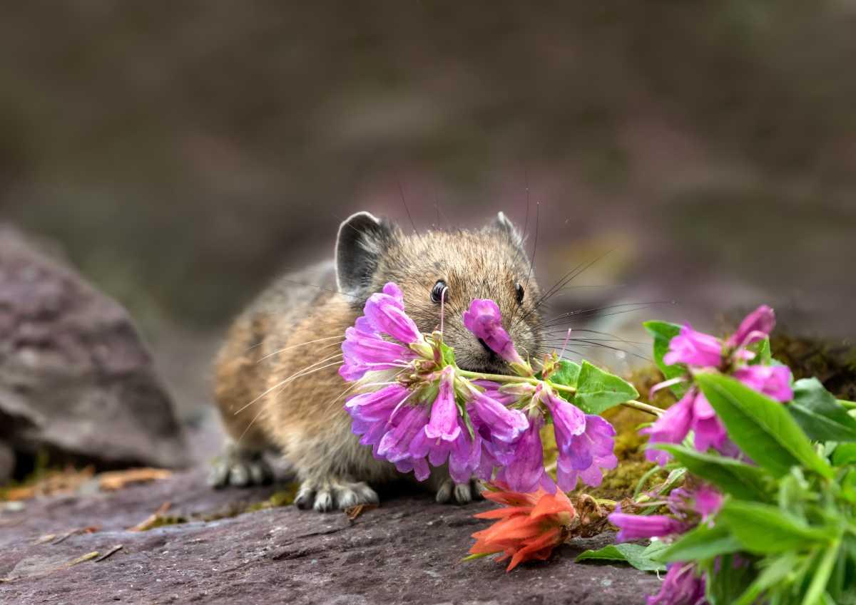 pn/afad ed cc c feeb