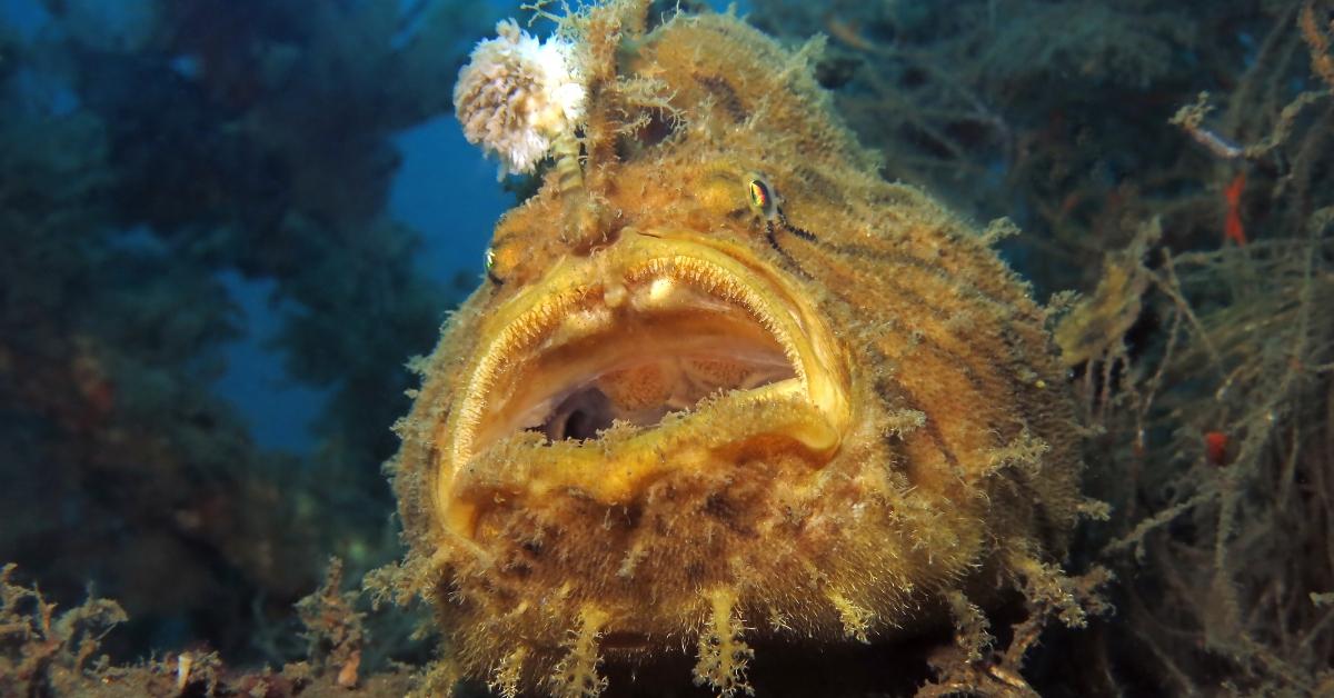 A hairy frogfish. 