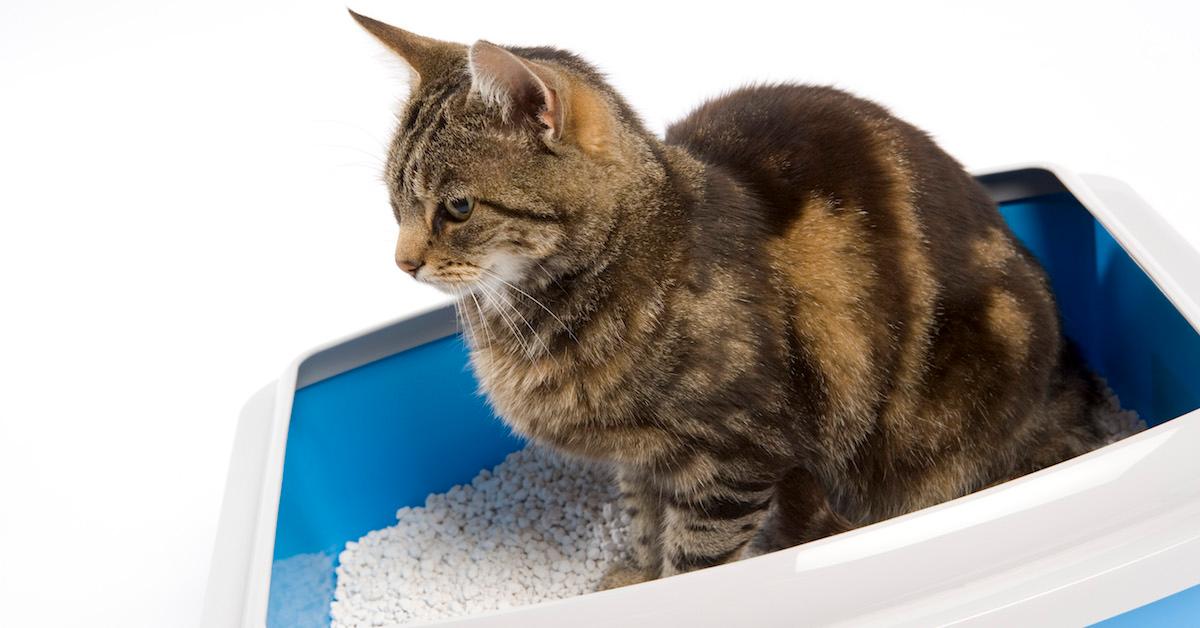 Disposing of outlet cat litter environmentally