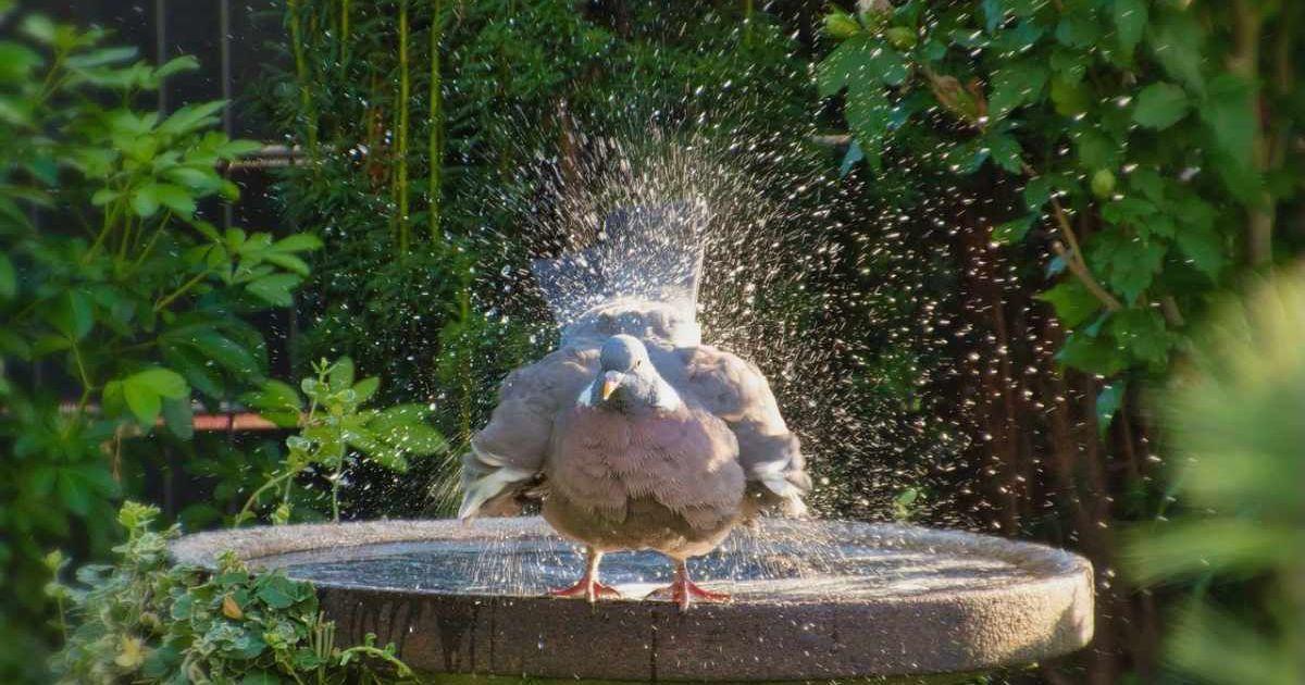 A pigeon in water in a bird bath in a garden (Representative Cover Image Source: Pexels | Helgaka)